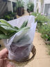 紫羅蘭盆栽花卉植物室內花苗帶四季客廳陽(yáng)臺庭院鮮花 紫色紫羅蘭（原盆） 曬單實(shí)拍圖