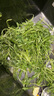 綠食者 新鮮芝麻菜250g 德國芥菜火箭菜 新鮮蔬菜西餐沙拉健康輕食食材 曬單實(shí)拍圖
