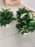 花財主18種吊蘭任你選金邊金心青葉吊蘭花盆栽客廳垂吊植物綠羅凈化空氣 綠蘿 含盆 曬單實(shí)拍圖