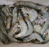 海云馨蝦活蝦速凍生鮮青島大蝦海蝦海鮮水產(chǎn)鮮活冷凍凍蝦超大白蝦 16-18cm整箱 3斤(凈重)  活蝦速凍 曬單實(shí)拍圖