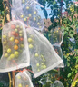 皎潔西紅柿殺蟲(chóng)劑番茄蚜蟲(chóng)白粉虱紅蜘蛛薊馬除蟲(chóng)藥蔬菜非無(wú)毒菜園專(zhuān)用 西紅柿殺蟲(chóng)劑*1瓶 曬單實(shí)拍圖