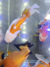 京悠雨小魚飼料專用魚食小顆粒上浮微?？兹付肤~斑馬魚糧觀賞小型熱帶魚 【0.4mm上浮微?！?60ml 曬單實(shí)拍圖