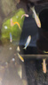 卡奇魚(yú) 斑馬魚(yú) 淡水魚(yú) 觀(guān)賞魚(yú) 小型觀(guān)賞魚(yú) 熱帶魚(yú) 蝶翼斑馬熒光好養易活 糖果斑馬50條1.5-2.5cm最少6種色 曬單實(shí)拍圖