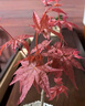 臨雅紅楓盆景樹苗綠植物桌面辦公室內盆栽老樁耐寒源頭直發(fā)三角瓷盆 曬單實拍圖