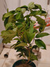 種花迷四季桂樹苗盆栽 桂花盆景 庭院綠化 桂花樹苗 桂花苗 當(dāng)年開花 金桂 三年苗0.5cm粗(實生苗) 曬單實拍圖