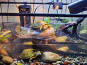 西游水族烏龜缸超白玻璃生態(tài)造景龜魚(yú)缸一體混養(yǎng)生態(tài)缸客廳專用家用飼養(yǎng)缸 50原生溪流豪華全套【缸+DIY造景+設(shè)備】 曬單實(shí)拍圖