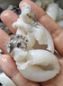 三去冰鮮三去八爪魚(yú)200g 曬單實(shí)拍圖