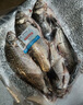 跑山密水農(nóng)家【冰鮮】水庫鯽魚2斤凈重 活魚現(xiàn)殺 燒烤 寶寶食材源頭直發(fā) 曬單實拍圖