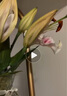 愛(ài)你一萬(wàn)年水培植物香水百合花盆栽帶花苞室內(nèi)好養(yǎng)客廳陽(yáng)臺(tái)花卉水養(yǎng)四季開(kāi)花 【帶花帶根好養(yǎng)】粉色香水百合【2顆】+營(yíng)養(yǎng)液 曬單實(shí)拍圖