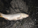 川澤免調(diào)漂魚鉤線組套裝浮漂金袖子線雙鉤高靈敏魚漂釣魚新手組合套裝 【6.3M】免調(diào)漂套裝（日用款） 線號2.0 曬單實(shí)拍圖
