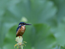 尼康（Nikon）AF-S 尼克爾 200-500mm f/5.6E ED VR 遠(yuǎn)攝變焦鏡頭 AF-S 200-500mm f5.6E VR 官方標(biāo)配 曬單實(shí)拍圖