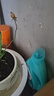 果汁陽臺月季花苗四季開花卉盆栽綠植物室內(nèi)花易活玫瑰帶花苞庭院 果汁陽臺【大花濃香，月月開分枝多】 【帶花苞】【盆口徑15cm】原盆冠25高35 曬單實拍圖