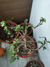 鋁絲線盆景造型專用鋁線園藝植物塑形綠植綁絲定型花卉專用線條 2.5mm*10米 曬單實拍圖