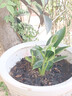 護花儂金鉆大葉盆栽綠植大型花卉室內植物四季常青 金鉆一盆三棵(35-45厘米) 不含盆 曬單實(shí)拍圖