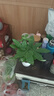 愛(ài)優(yōu)尚發(fā)財樹(shù)小盆栽盆景辦公室桌面盆栽室內客廳綠植好養招財樹(shù)源頭直發(fā) 曬單實(shí)拍圖