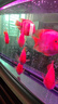 百因美（BIOZYM）鸚鵡魚飼料增體增艷血鸚鵡發(fā)財(cái)魚羅漢魚魚食熱帶觀賞魚不渾水魚糧 血鸚鵡增色飼料350g 曬單實(shí)拍圖