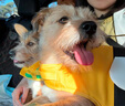 嬉皮狗（hipidog）狗狗救生衣寵物游泳衣服夏季柴犬泰迪中小型犬玩水泳衣中型大型犬 可愛蜜蜂 L（胸圍69-81，脖圍45-59） 曬單實拍圖