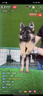 新狗到家犬四項病毒檢測卡犬瘟犬冠狀細(xì)小狂犬狗狗健康檢測試紙 犬瘟+犬冠狀+犬細(xì)小+狂犬檢測卡 曬單實拍圖
