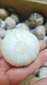 2025大蒜新鮮獨頭蒜干蒜精品紫皮大蒜糖醋臘八蒜蔬菜當季批發(fā) 【人工精選】大果3.0～3.5cm 3斤【帶箱】 曬單實拍圖