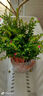 滿天星盆栽室內(nèi)陽臺庭院好養(yǎng)花卉植物盆栽四季開花不斷帶花苞發(fā)貨 大葉-滿天星【1盆】原盆原土 曬單實拍圖