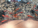 百因美（BIOZYM）魚缸過濾棉加厚羊絨高密度生化棉魚池凈水水族箱海綿凈化過濾材料 30*120cm羊絨過濾棉【2片裝】 曬單實拍圖
