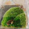 丘辰無蟹可擊苔蘚微景觀生態(tài)瓶DIY辦公室內(nèi)桌面小盆栽綠植螃蟹缸禮物 無蟹可擊（螃蟹缸） 曬單實拍圖