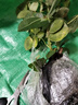 行湘爬藤月季花卉綠植盆栽花園地栽 粉色龍沙20cm左右2棵 源頭直發(fā) 曬單實拍圖