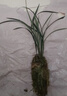 華香園蘭花 細(xì)葉寒蘭 濃幽香型 冬帶花苞 室內(nèi)外盆栽花卉耐陰綠植 細(xì)葉寒蘭3苗裸根發(fā)貨帶花苞 曬單實拍圖