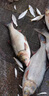 YGK PE SUPER16編pe線路亞線錨魚雷強(qiáng)專用ygkpe jp進(jìn)口原絲大力馬主線打黑魚線 X16五彩錨魚線【300米】 1.2【拉力強(qiáng)，不易斷】 曬單實(shí)拍圖