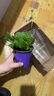 逸棵薄荷香草植物檸檬香蜂草花苗 綠植小盆栽 可辦公室陽(yáng)臺庭院 檸檬香蜂草小苗1株 曬單實(shí)拍圖