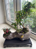 自然空間福建茶盆景綠植室內(nèi)擺件好養(yǎng) 金蟬紫砂造型福建茶+250座 源頭直發(fā) 曬單實拍圖