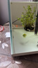 喜高超白玻璃魚缸智能魚缸免換水小型客廳水族箱一體式過濾氧氣魚缸 白-魚缸標(biāo)配 380*210*250mm 曬單實(shí)拍圖