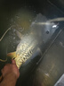 中逵酒米打窩米野釣鯽魚(yú)窩料冬季麝香中藥酒碎米老壇發(fā)酵細(xì)米魚(yú)餌 麝香（紅碎米） 曬單實(shí)拍圖