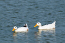 索尼（SONY）APS-C半畫幅大變焦鏡頭 E70-350mmF4.5-6.3 G OSS 官方標配 曬單實拍圖