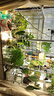 三思植物燈仿太陽全光譜懸掛植物生長燈補光燈-100W大功率可調(diào)光 曬單實拍圖