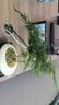 聽雪樓文竹盆栽植物室內(nèi)花卉盆景客廳辦公室桌面小綠植云竹四季常青  文竹+船型冰裂盆+底托+苔蘚 曬單實(shí)拍圖