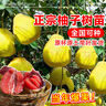 臨雅柚子樹(shù)苗紅心蜜柚大沙田柚庭院嫁接果樹(shù)源頭直發(fā)濃香桂柚60-80cm 曬單實(shí)拍圖