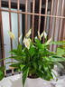 錦楓一帆風(fēng)順白掌盆栽室內(nèi)綠植花卉水培植物四季易活吸除甲醛好養(yǎng) 白掌1盆8-10株+白色泡泡吸水塑料盆40-50高 曬單實(shí)拍圖