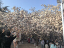 歌莉婭連衣裙夏季新品顯瘦氣質(zhì)時(shí)尚大擺量造型感收腰無袖裙子1E3C4K170 00B黑色 S 曬單實(shí)拍圖