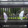雨天姿庫洛米水槍雨傘學生兒童玩具噴水抽拉式呲水槍可攻可守打水仗神器 庫洛米雨傘水槍（可攻可守） 曬單實拍圖
