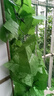 豚鹿仿真葡萄葉藤條植物樹葉子管道吊頂裝飾花藤假花塑料綠葉纏繞藤蔓 66葉加密葡萄葉【2條】 曬單實(shí)拍圖