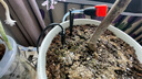 花言草語自動澆花器多泵wifi定時噴霧遠程智能灌溉系統(tǒng)土壤溫濕度澆水神器 2泵標準版 20可調(diào)滴頭 硅膠管 曬單實拍圖