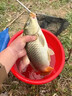 光威（GW）魚(yú)竿套裝碳素手竿臺釣竿超輕6H19硬調豪華漁具套裝全套綜合大物竿 5.4m 米+6.3m米套餐 曬單實(shí)拍圖