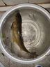 戰(zhàn)流西部風米翹生鮮玉米甜嫩玉米青草鯉鳊魚翹嘴野釣魚餌VB玉米打窩料 精選甜嫩玉米100克 【1包】 曬單實拍圖