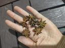 廣西大紅八角大料大新貨個(gè)頭飽滿(mǎn)另售茴香自然無(wú)硫調料香料 八角大料5克 曬單實(shí)拍圖
