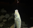 喜馬羅咬鉤一目變色夜光漂恒亮高靈敏浮漂夜光魚漂日夜兩用硬尾電子漂 GM03  鉛約2.6g 長約44.8cm 5目亮 一目變紅1支 帶5粒322電池 曬單實拍圖