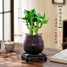 文昌竹4支金榜題名精品助學(xué)轉運竹懶人水養盆栽辦公室內書(shū)桌綠植 【文昌竹四根】+大肚玻璃瓶+陶粒+底座 整體高度20-25厘米 曬單實(shí)拍圖