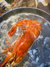 鮮承波士頓龍蝦 澳洲大龍蝦鮮活冷凍波龍大蝦 1-10斤中秋送禮盒 500-600g/只 曬單實(shí)拍圖