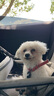 歐恩焙加拿大原裝進(jìn)口無(wú)谷小型犬低溫烘焙配方全犬糧全階段成犬幼犬狗糧 魚(yú)肉小型犬糧12.5磅/5.67kg 曬單實(shí)拍圖