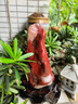 菲斯鉑亞南非紅碧玉擺件公司喬遷擺件石來(lái)鴻運(yùn)奇石精品自然石原石帶底座 紅碧玉013號(hào) 曬單實(shí)拍圖